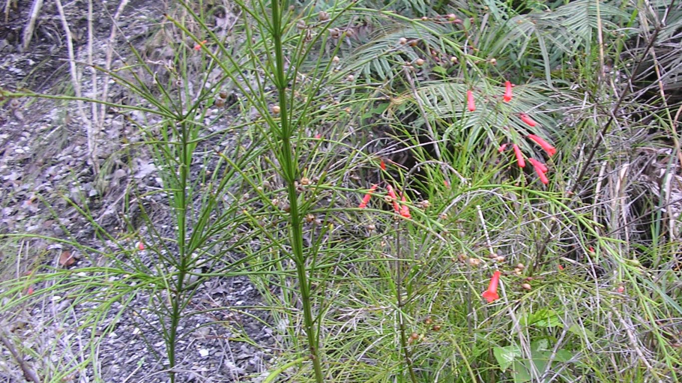 w062_red60_red-tube flowers_abandoned quarry at foot of san fernando hill_san fernando_trinidad_tt_20111222_tobagojo@gmail.com_P1010024D_1366w_768h